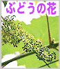 �Ԃǂ��̉�
